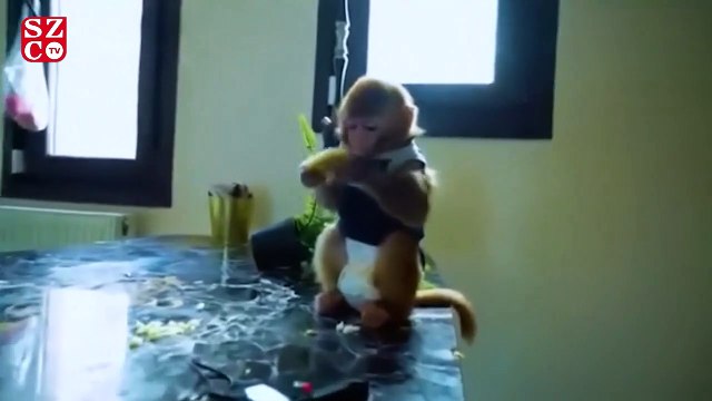 Sosyal medya fenomenine ikinci kez kaçak hayvan operasyonu