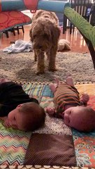 Il voulait jouer au jeu de lancer de balle, mais les jumeaux n’avaient pas compris