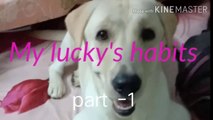 Labradors habits / habits of lucky / uncommon habits