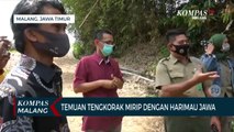 Penemuan Tengkorak Di Sungai Metro, Diduga Harimau Jawa