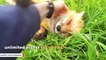 Watch this adorable fox do ridiculously cute things