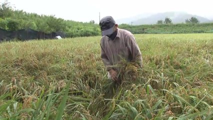 수도권 '스쳐 간' 하이선...장마 피해 주민들 "한시름 놨다" / YTN