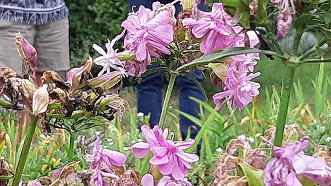 Le potager de Colette, sélectionnée pour la finale du concours de potagers de France Bleu Besançon