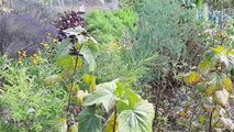 Le potager d'Isabelle, sélectionnée pour la finale du concours de potagers de France Bleu Besançon