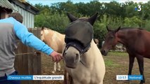 Chevaux mutilés : l'inquiétude grandit