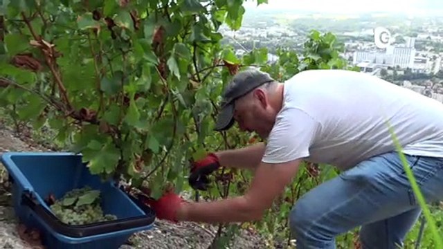 Reportage - Premières vendanges depuis 40 ans à la Bastille