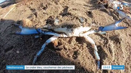 Environnement : le crabe bleu perturbe l’écosystème dans le sud de la France