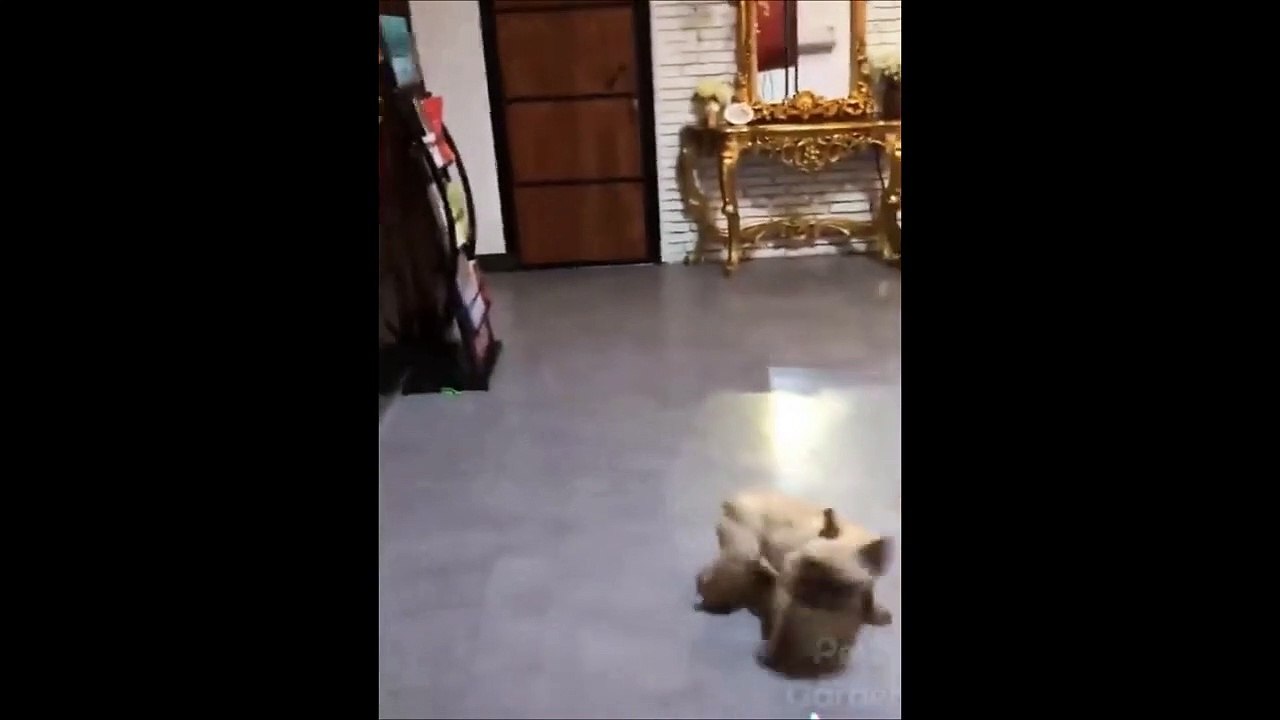 animal fun video
