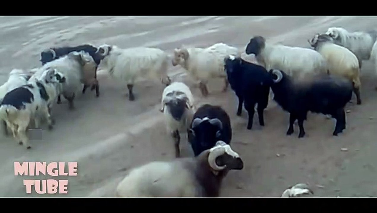Funny Sheep Fighting