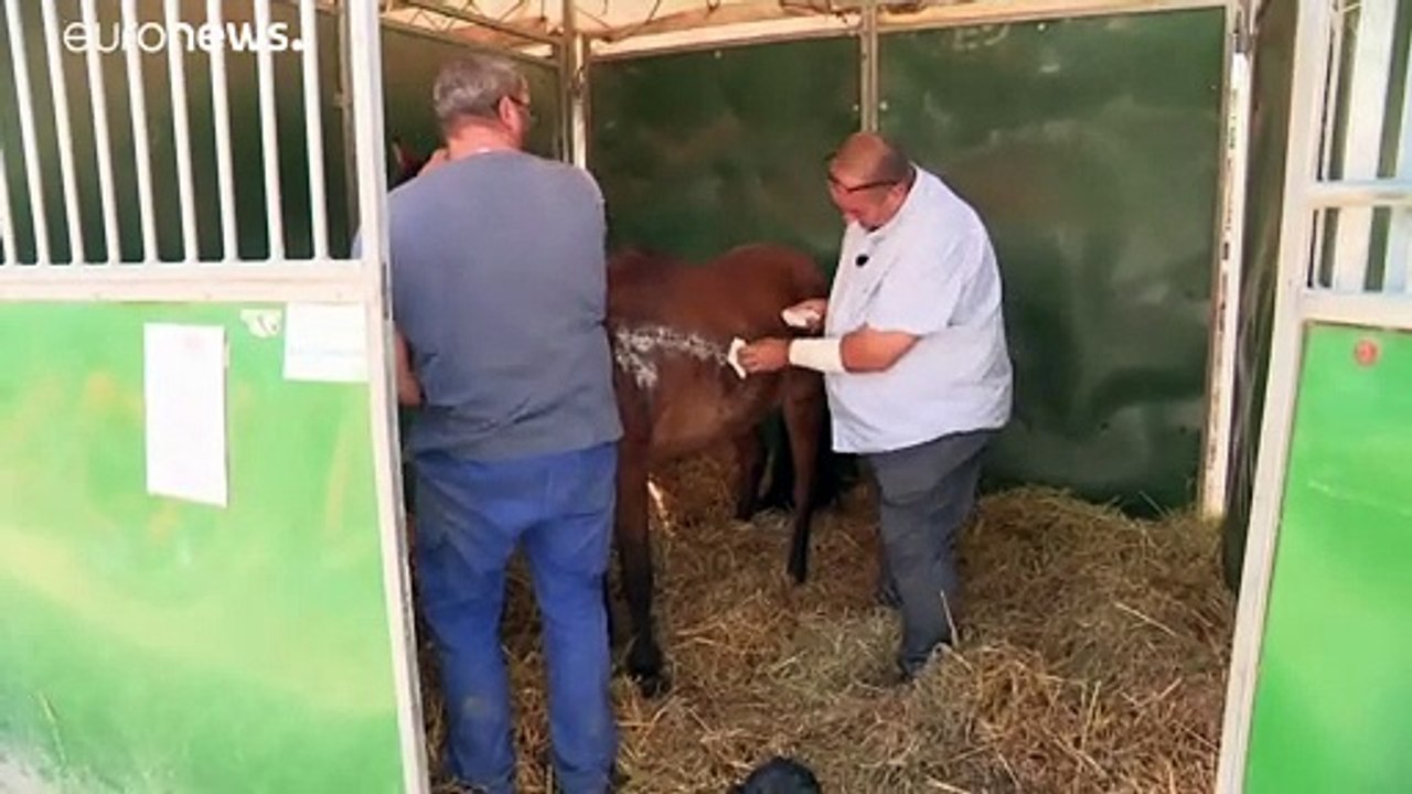 Chevaux mutilés : un suspect arrêté