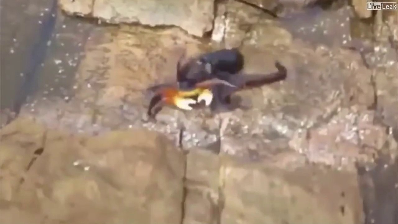 Crabe contre Poulpe... Le vainqueur n'est pas celui auquel vous pensez