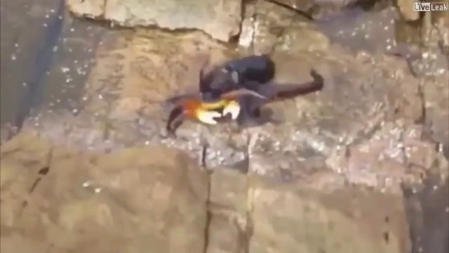 Crabe contre Poulpe... Le vainqueur n'est pas celui auquel vous pensez