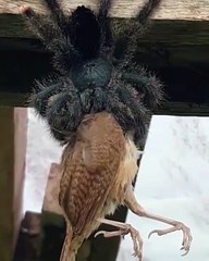 Une énorme araignée mange un oiseau