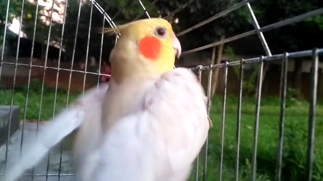 nice bird