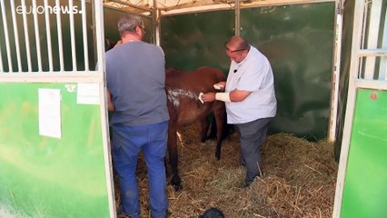 Arrestado un sospechoso del caso de los 'caballos mutilados' en Francia