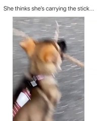 Dog holding the Largest Stick