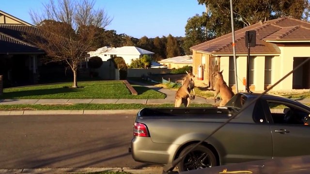 Kangaroos Fighting in Australian Street
