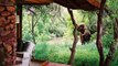 Elephants Drinking from Swimming Pool Most Amazing Hotel Rooms On Earth