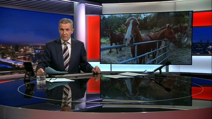 French police arrest man after a series of gruesome attacks on horses