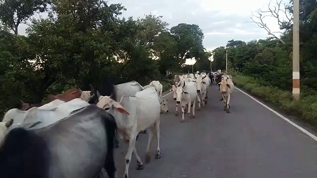 झांसी में अन्ना जानवरो से किसान परेशान, दर्जनों जानवर खेत में घुसे