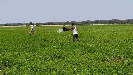 pokaran rain and crop news