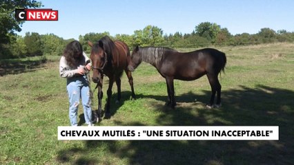 Chevaux mutilés : un suspect interpellé