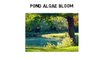 How to get rid of pond algae - Understanding reasons for algae blooms