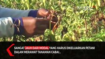 Harga Cabai di Sampang Anjlok, Harga Per Kilogram Cuma 9 Ribu Rupiah