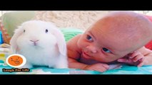 Cute Babies And Rabbit Become Best Friend Funny Babies And Pets