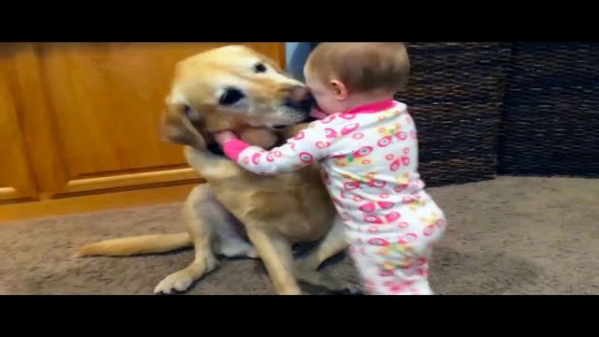 Adorable Dogs Take Care Babies