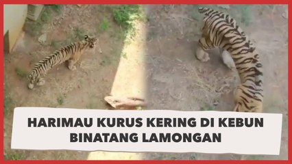Klarifikasi Harimau Kurus di Kebun Binatang Maharani
