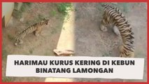 Klarifikasi Harimau Kurus di Kebun Binatang Maharani