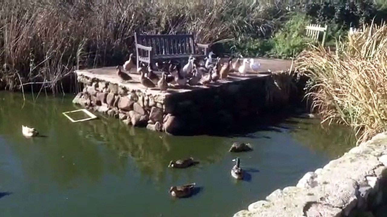 Cute ducks