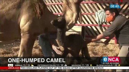 One-humped camel