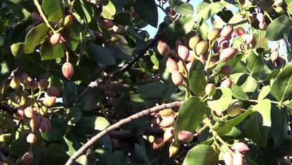 Özellikleri ile diğer fıstıklardan ayrılıyor... Tescilletiği 'Akıncı fıstığı' ile teşekkür belgesi aldı