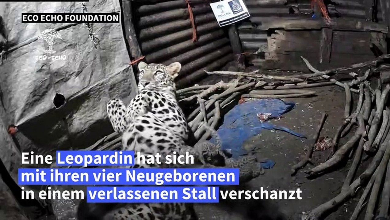 Fürsorgliche leopardin bringt neugeborene in verlassenen stall
