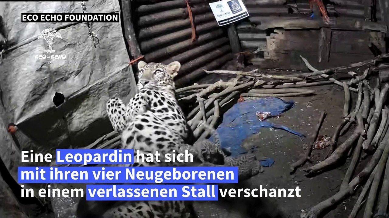 Fürsorgliche Leopardin bringt Neugeborene in verlassenen Stall