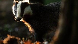 BBC Radio 4_Farming Today 8Sep20 - the badger cull