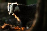 BBC Radio 4_Farming Today 8Sep20 - the badger cull