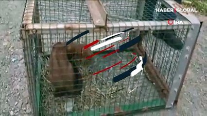 Kümesine dadanan sansarı tekrar doğaya saldı