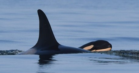 Nouvelle naissance pour l'orque qui avait porté le corps de son petit décédé pendant 17 jours