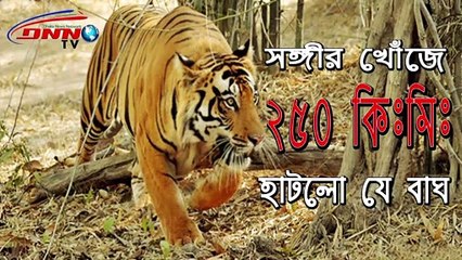 পাত্রীর খোঁজে ২৫০ কি মি হাঁটল যে বাঘ টি ।