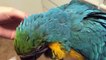 Rachel Blue and Gold Macaw Pin Feathers