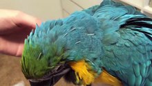 Rachel Blue and Gold Macaw Pin Feathers