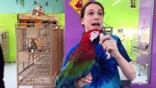 Visiting TC Feathers Aviary Bird Store in Chantilly VA