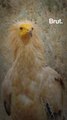 The Egyptian vulture, Europe's smallest vulture