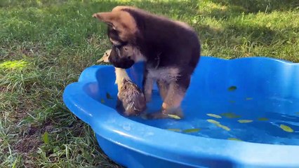 Download Video: Un chiot berger allemand rencontre pour la première fois  un caneton !