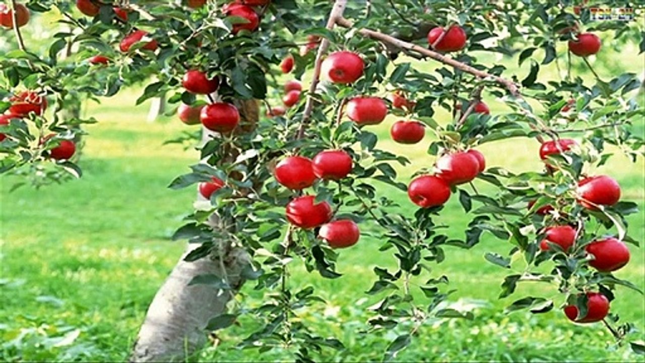 Top 10 easy to grow fruit trees and plants for beginners