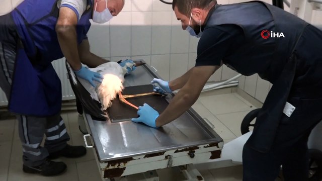 - Yaralı Leyleğe Esenyurt Belediyesi sahip çıktı