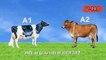 A1 और A2 दूध में क्या अंतर होता है? Difference between A1 & A2 Cow’s milk